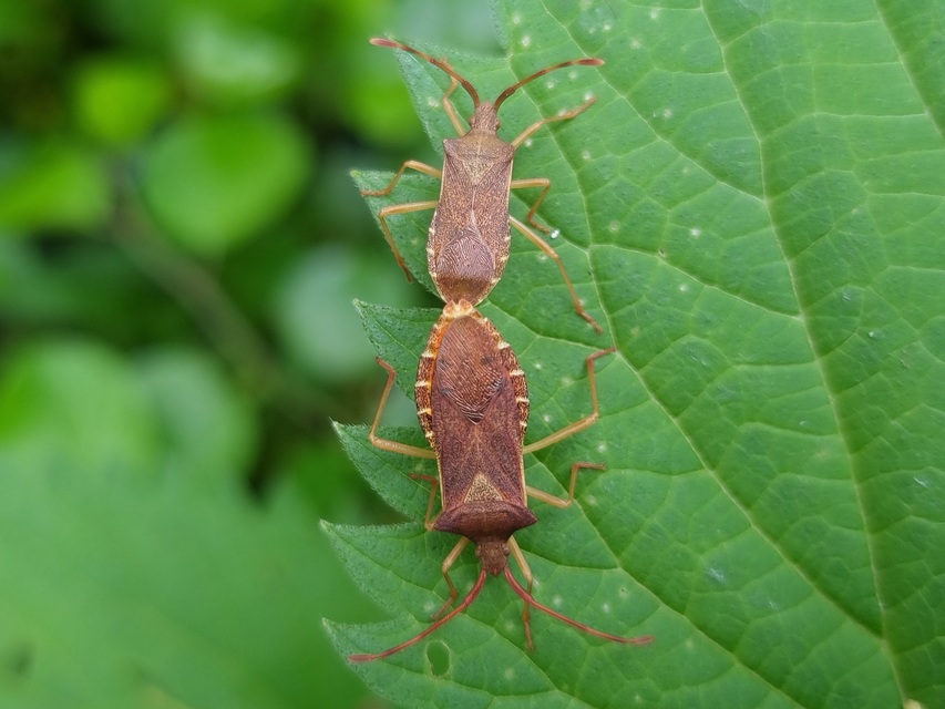 Gonocerus acuteangulatus - aranypetés karimáspoloska