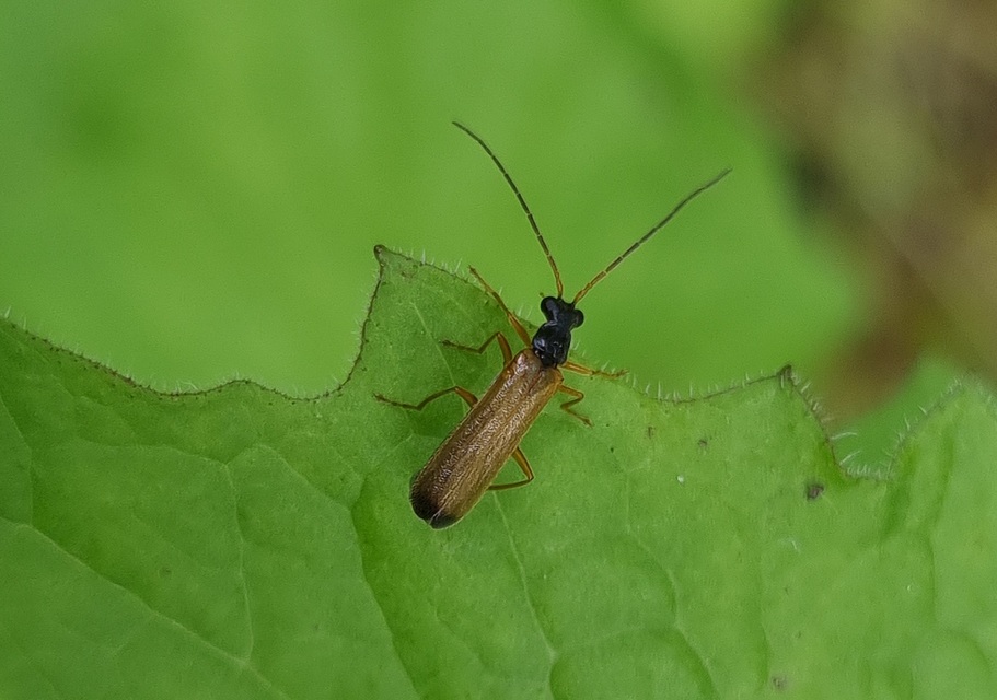 Rhagonycha lignosa - cserjés-lágybogár