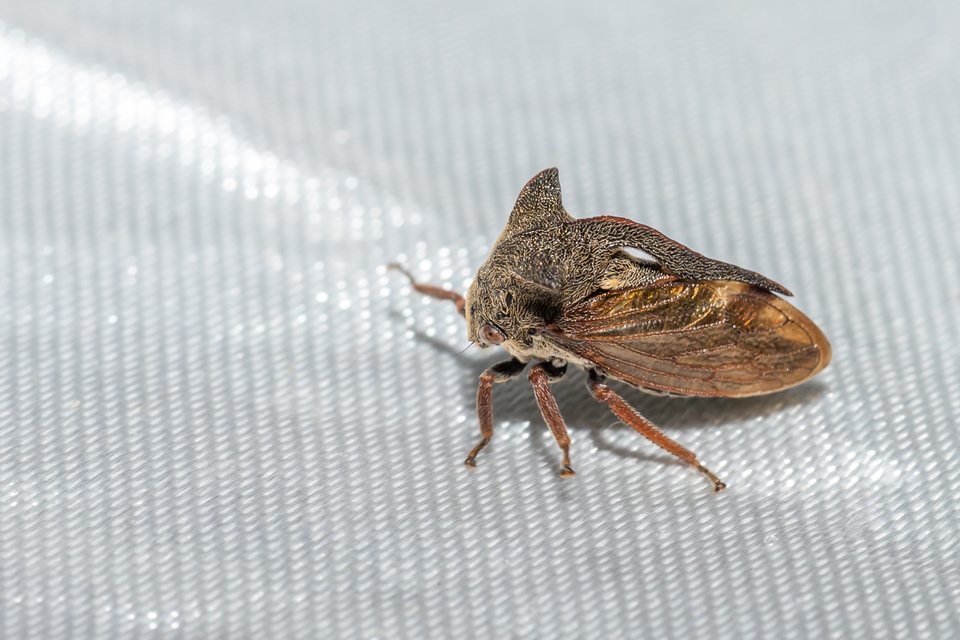 Centrotus cornutus - szarvaskabóca