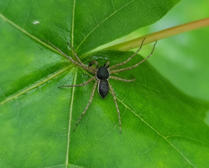 Philodromus dispar - lomb karolópók