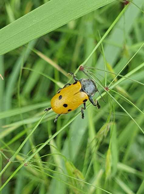 Lachnaia sexpunctata - szőrösnyakú zsákhordóbogár