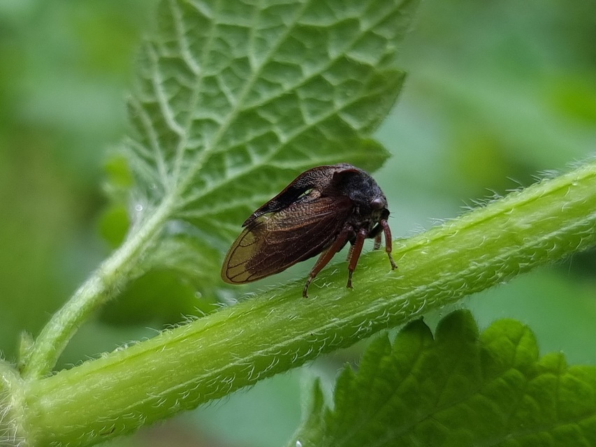 Centrotus cornutus - szarvaskabóca