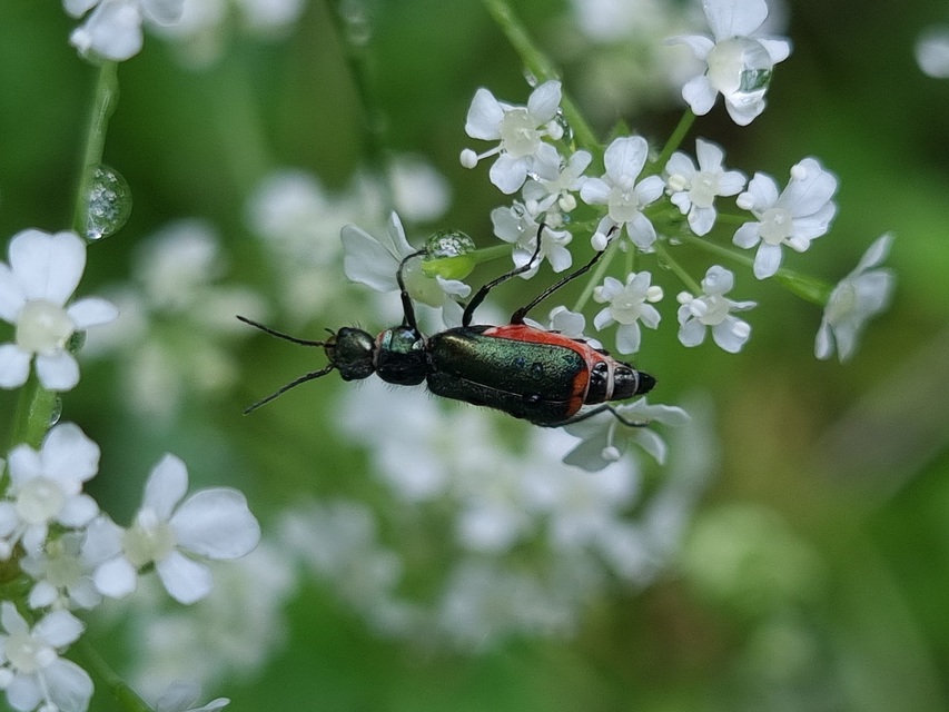 Malachius bipustulatus - kétfoltos bibircsesbogár