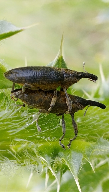 Lixus pulverulentus - mályvafúró dudvabarkó