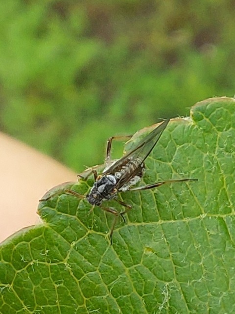 Aphididae - valódi levéltetvek