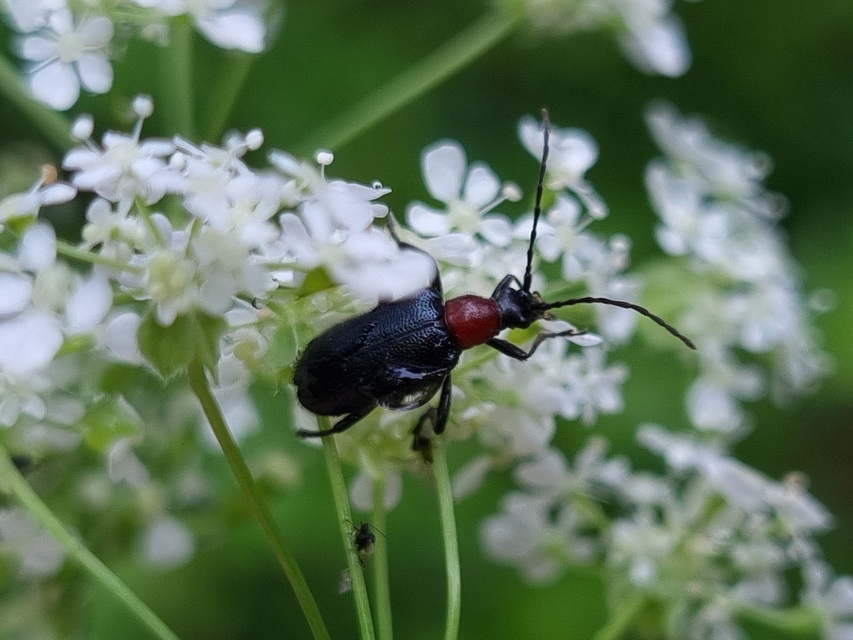 Dinoptera collaris - vörösnyakú virágcincér