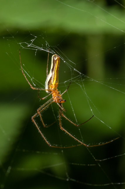 Tetragnatha
