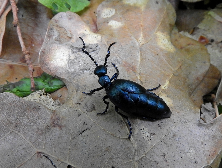 Meloe violaceus - kék nünüke