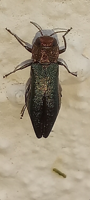 Agrilus viridis - változékony karcsúdíszbogár