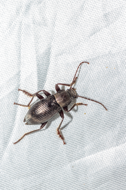 Stenomax aeneus - bronzos gyászbogár