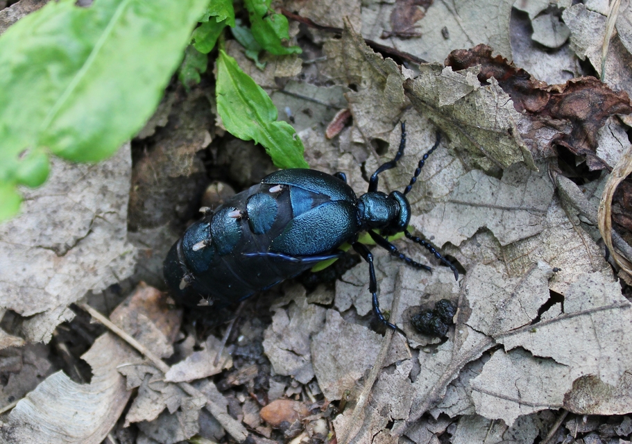 Meloe violaceus - kék nünüke