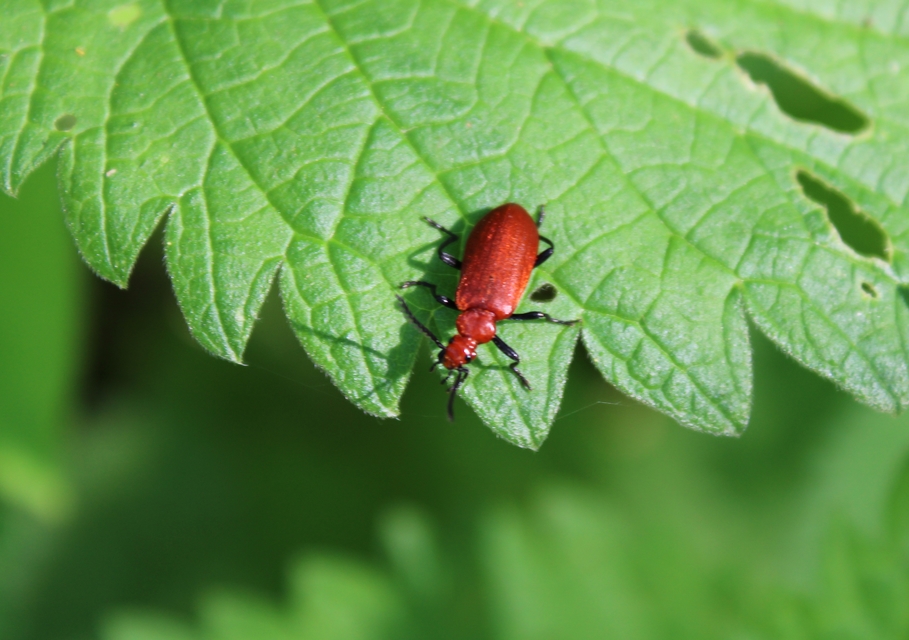 Pyrochroa serraticornis - közép-bíborbogár