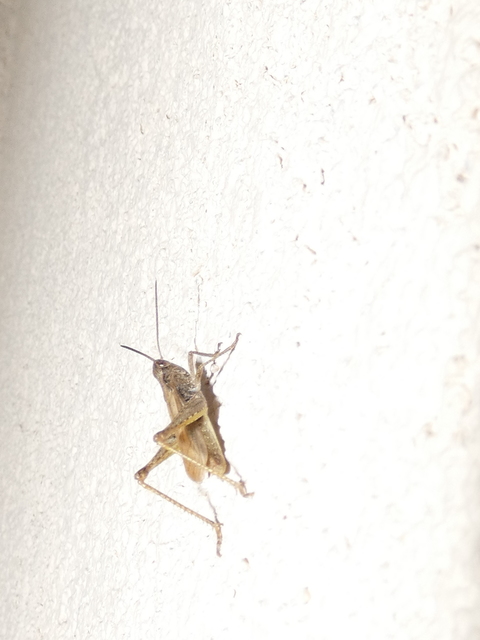 Chorthippus (Glyptobothrus) (subgenus)