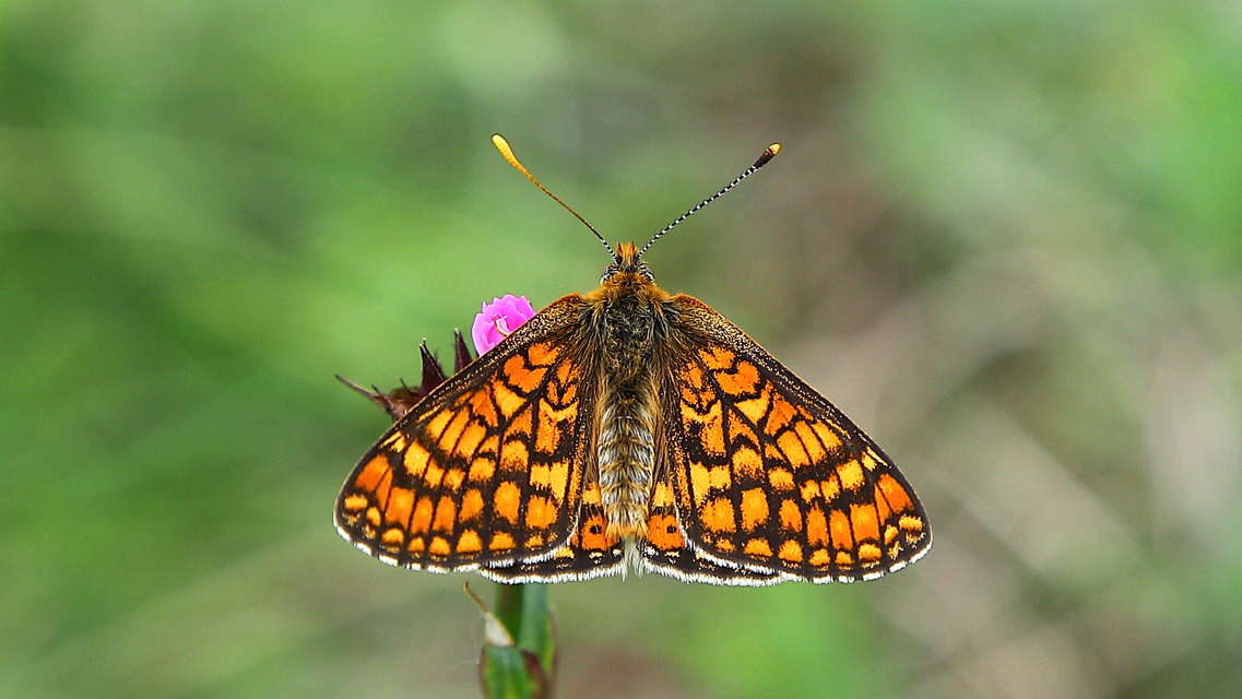 Euphydryas aurinia - lápi tarkalepke