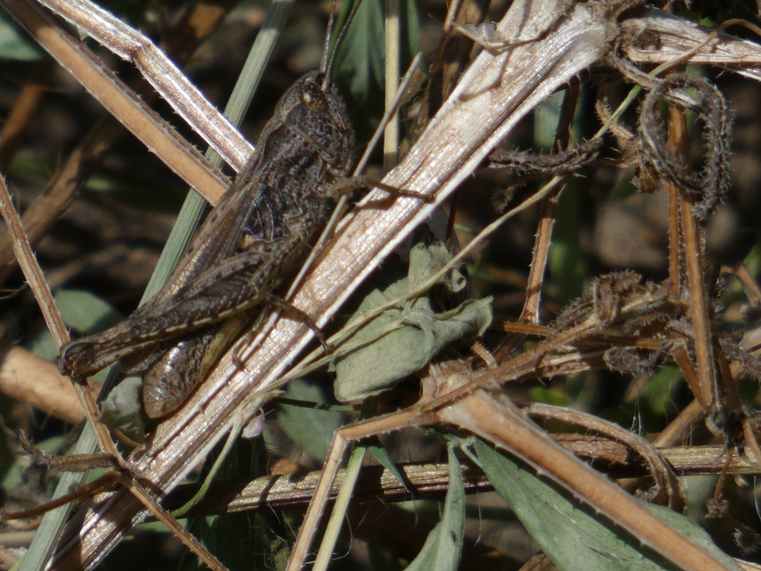 Chorthippus (Glyptobothrus) (subgenus)