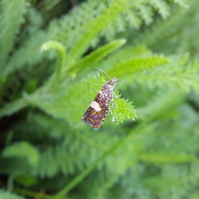Dichrorampha sequana - fehérfoltos gyökérfúrómoly
