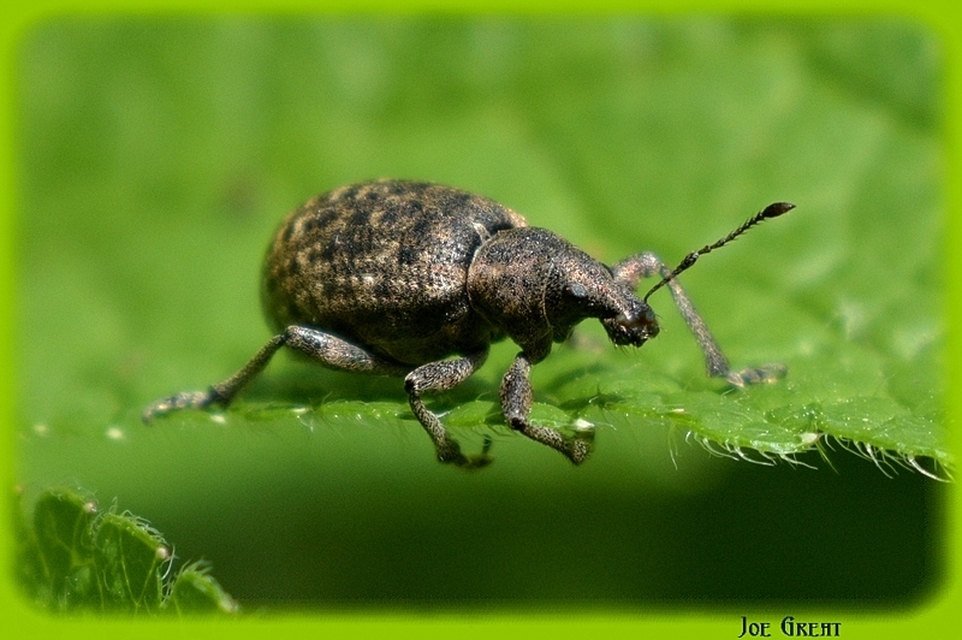Liophloeus tessulatus - kockás barabolyormányos