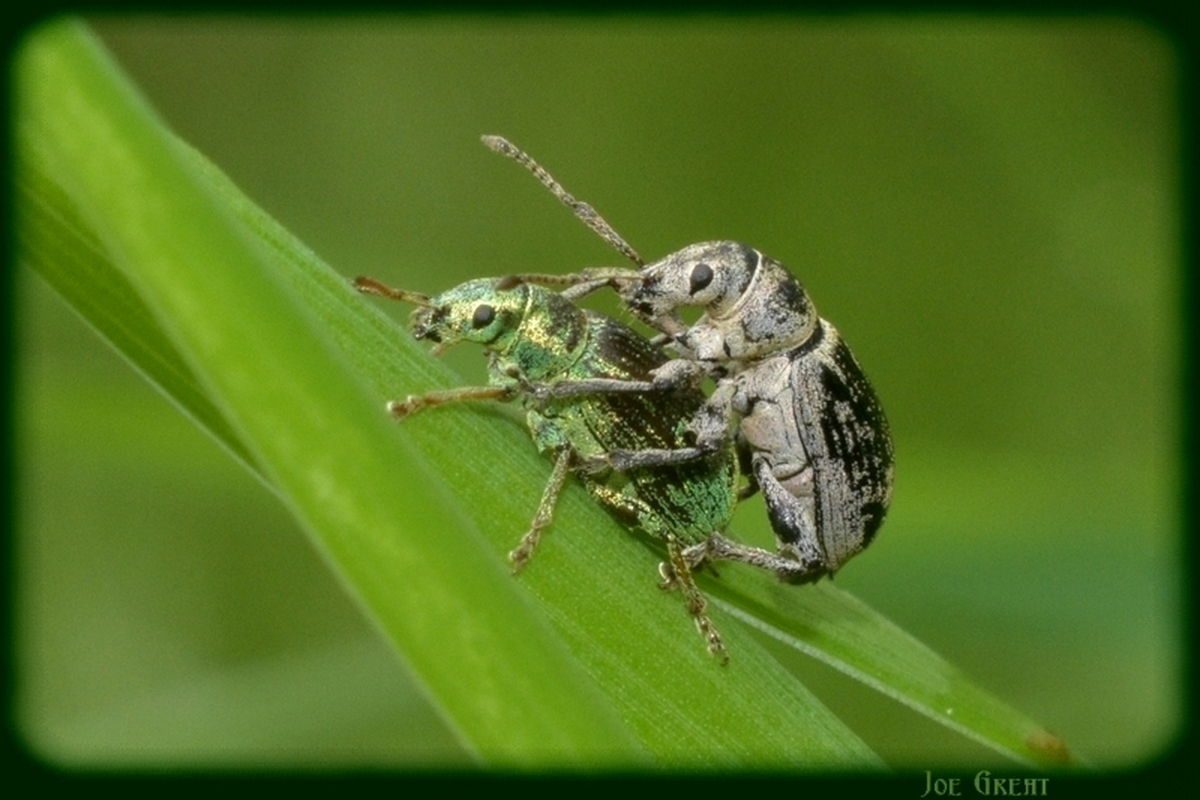 Phyllobius thalassinus - tömpeorrú levélormányos