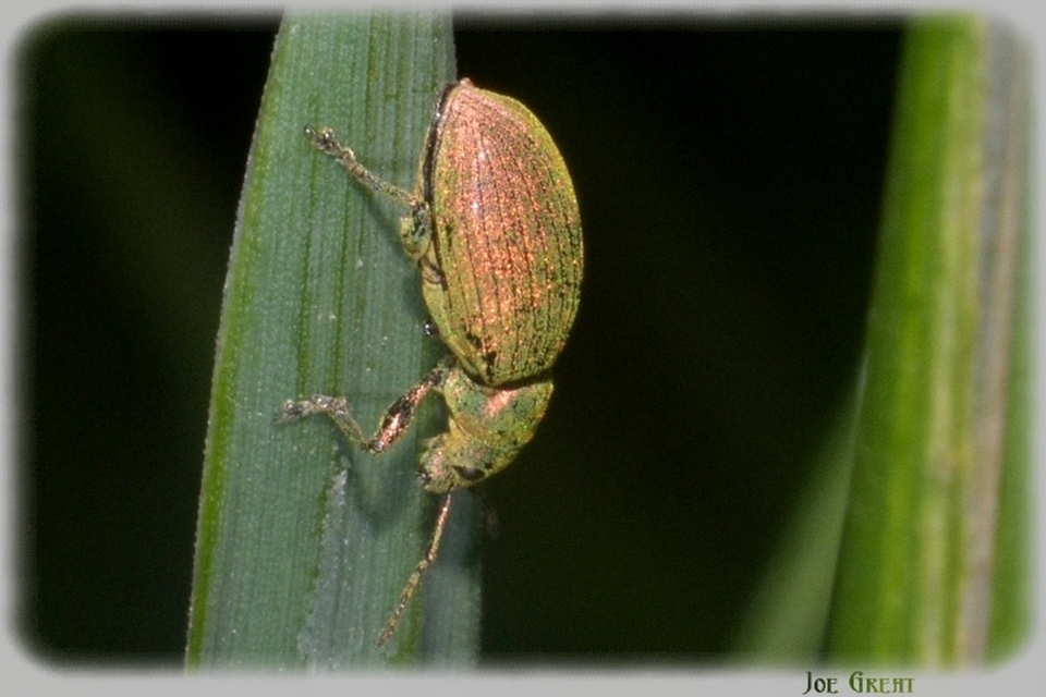 Curculionidae - ormányosbogár-félék