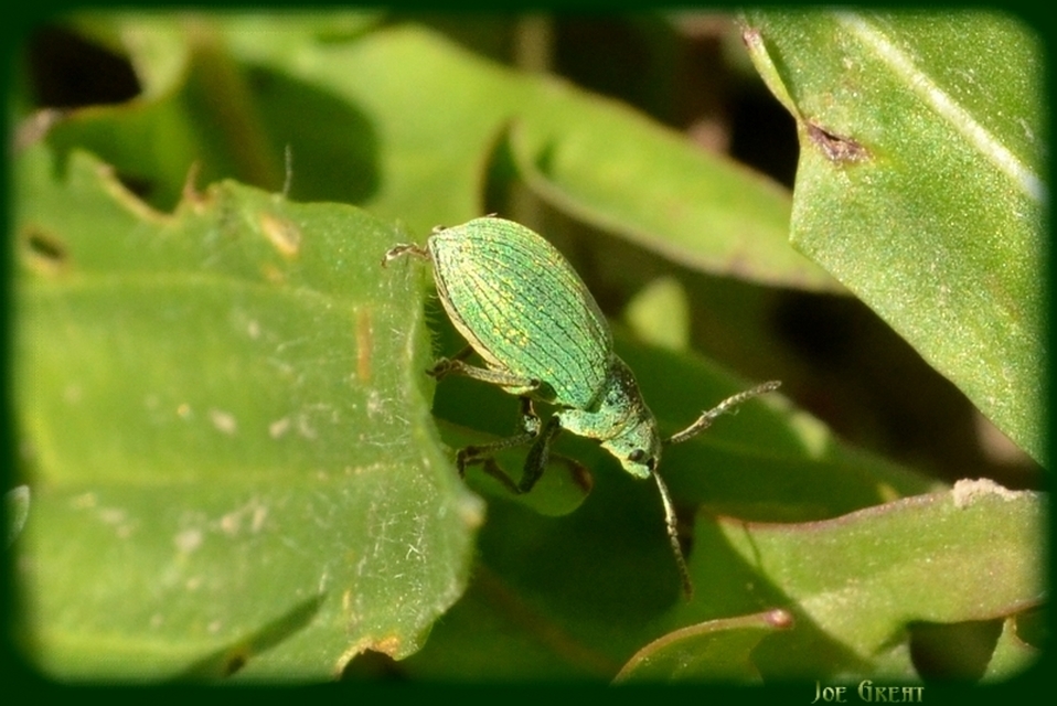Curculionidae - ormányosbogár-félék