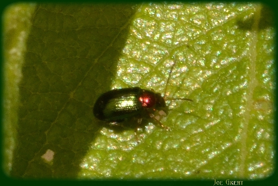 Crepidodera