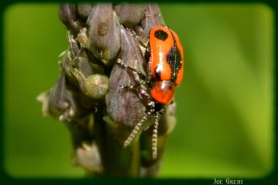 Crioceris quinquepunctata - ötpontos spárgabogár