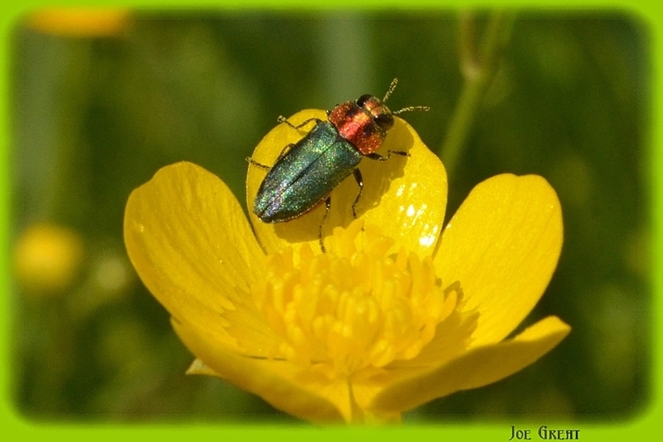 Anthaxia signaticollis - keleti virágdíszbogár