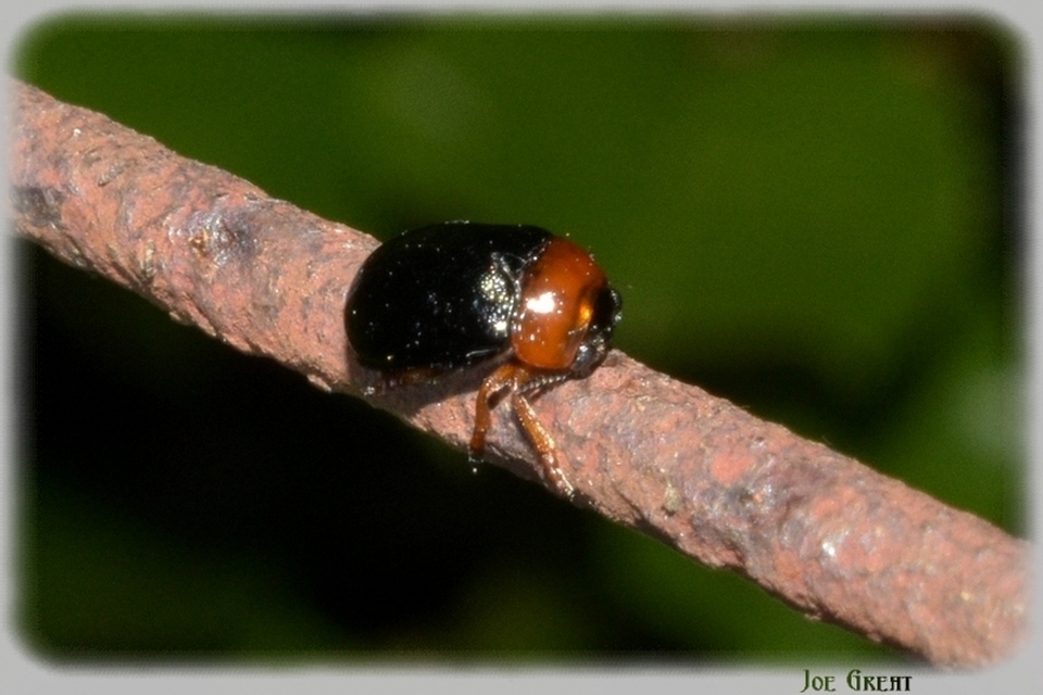Smaragdina