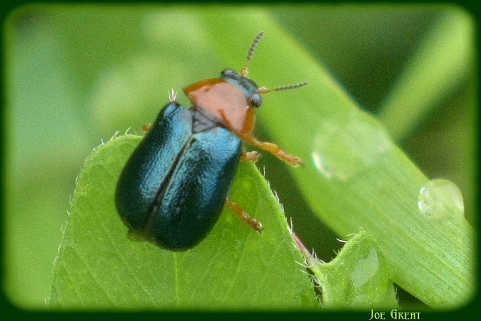 Smaragdina