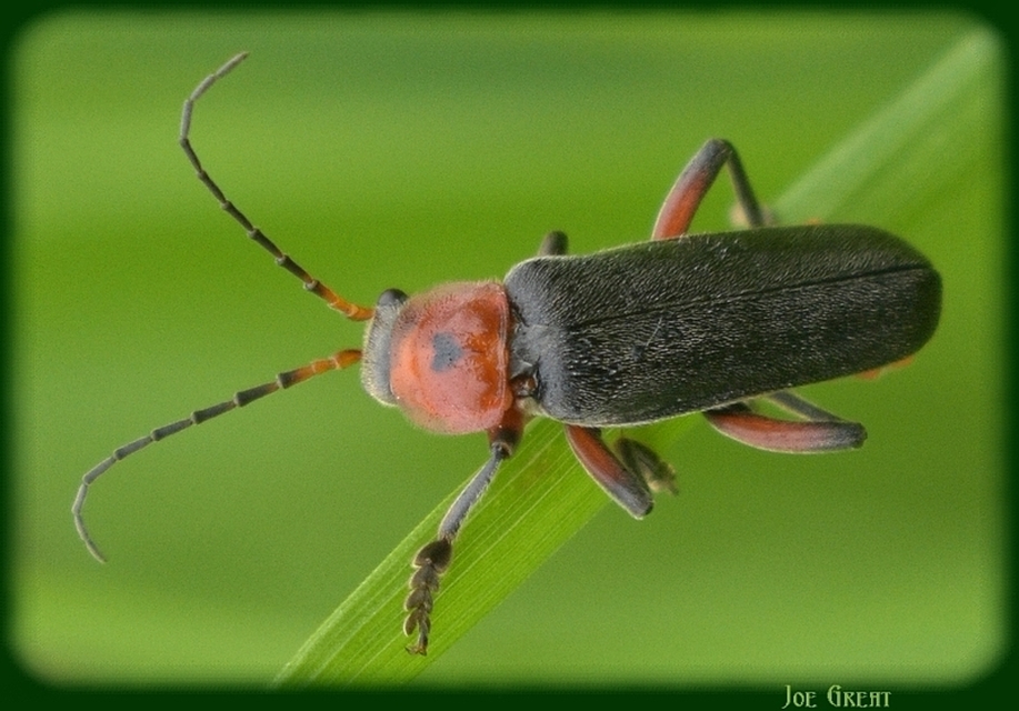Cantharis rustica - suszterbogár