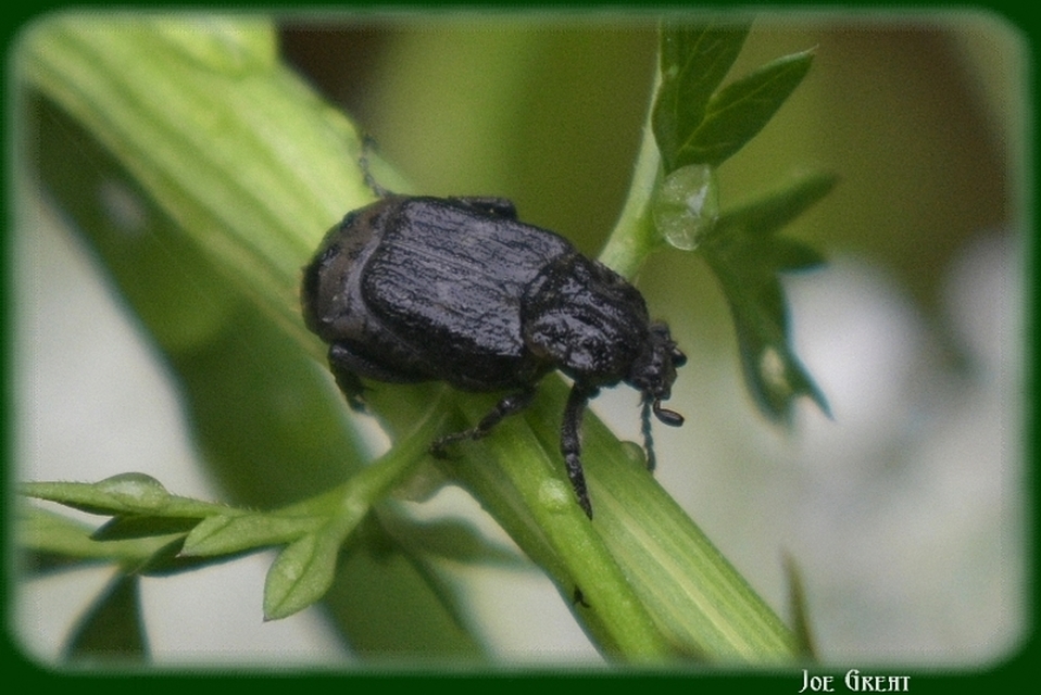 Valgus hemipterus - suta virágbogár