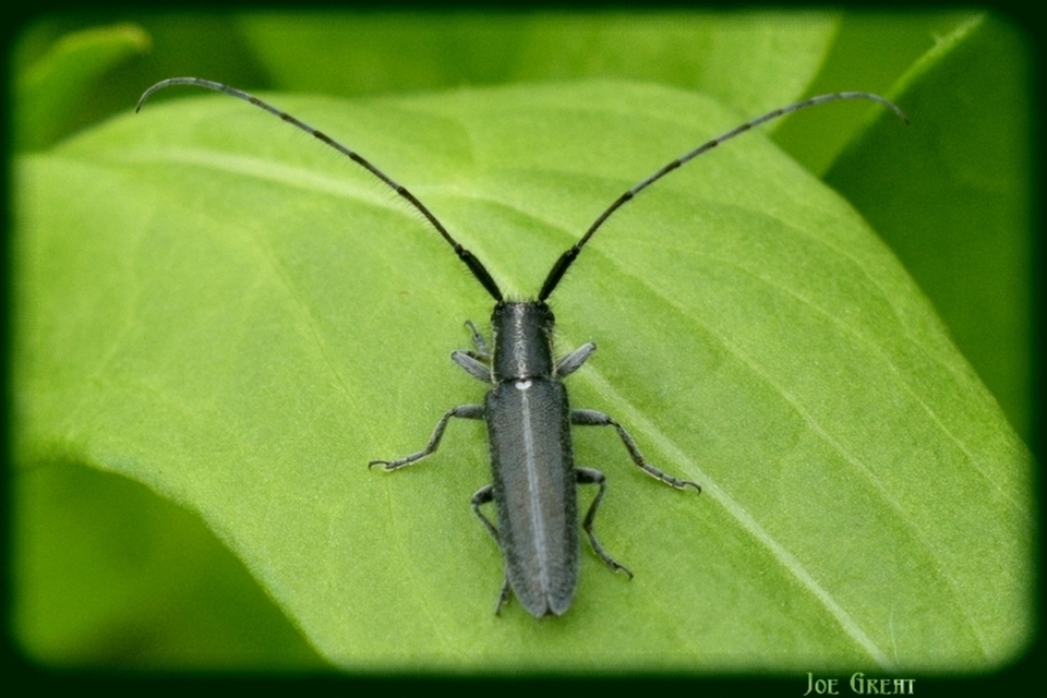 Agapanthia cardui - sávos bogáncscincér