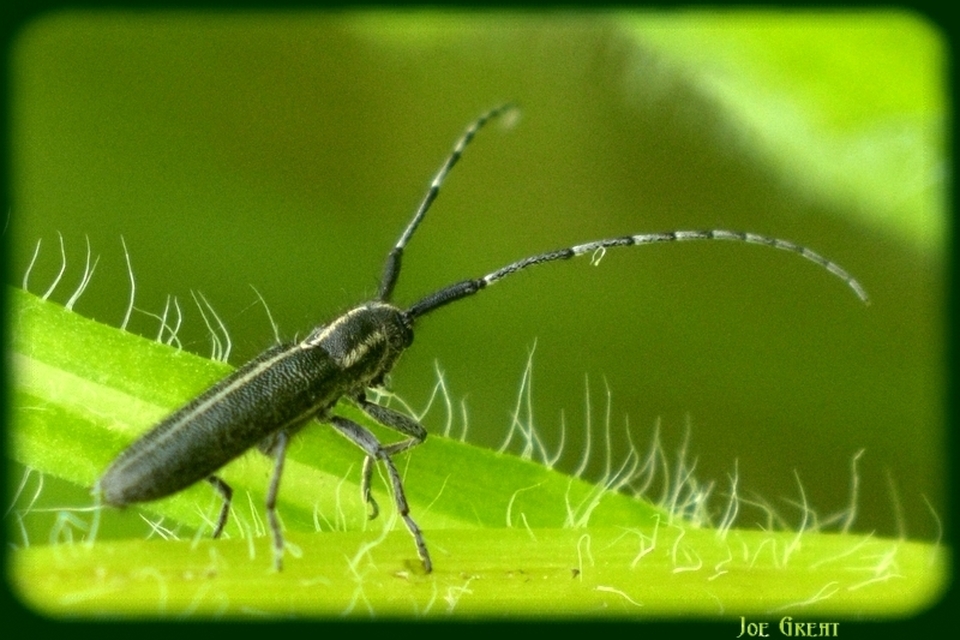 Agapanthia cardui - sávos bogáncscincér