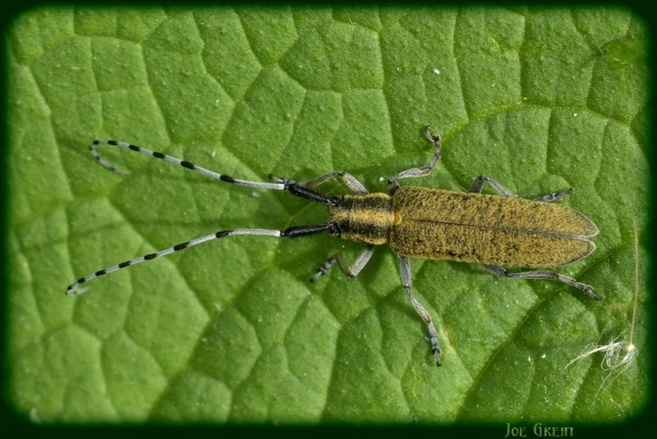 Agapanthia villosoviridescens - fehérgyűrűs bogáncscincér