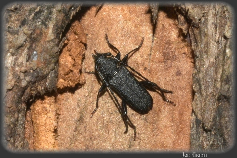 Ropalopus macropus - kis facincér Ropalopus macropus - kis facincér