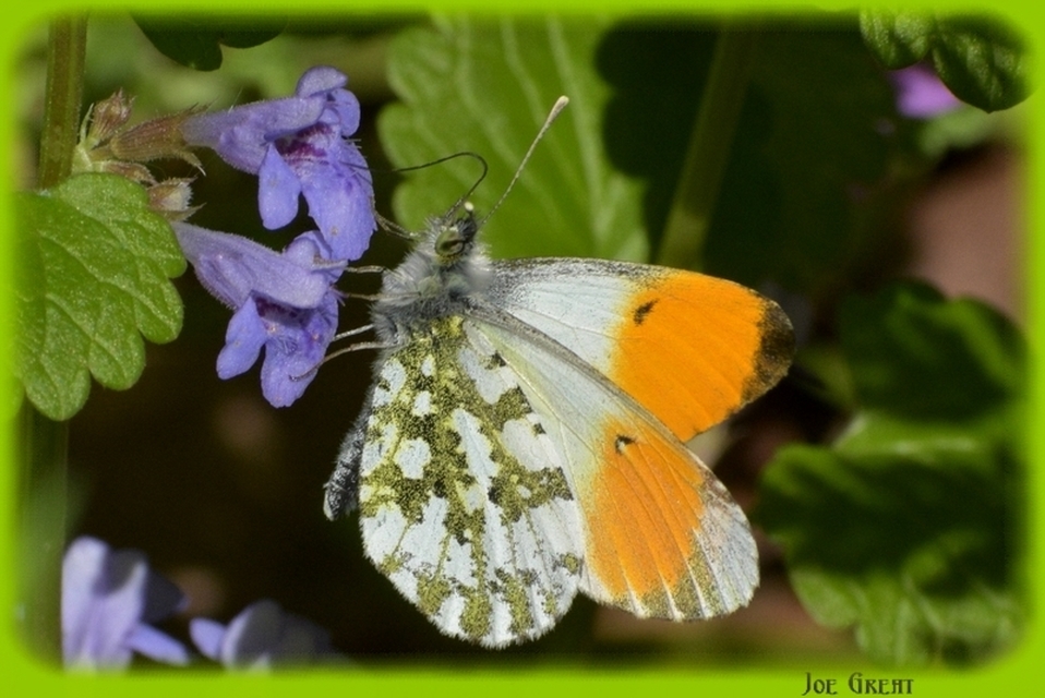 Anthocharis cardamines - hajnalpírlepke