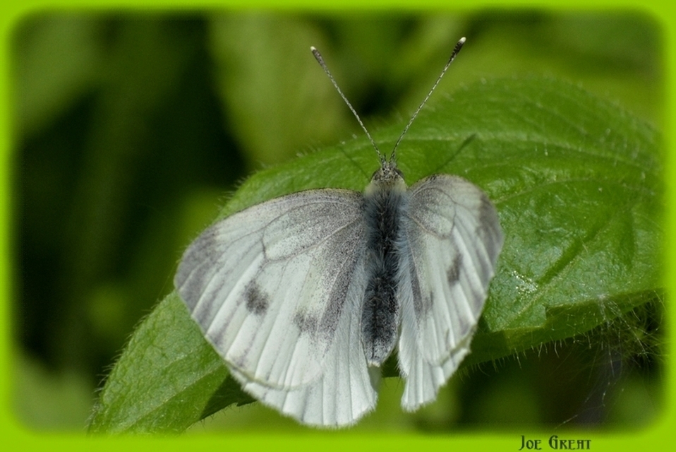 Pieris napi - repcelepke