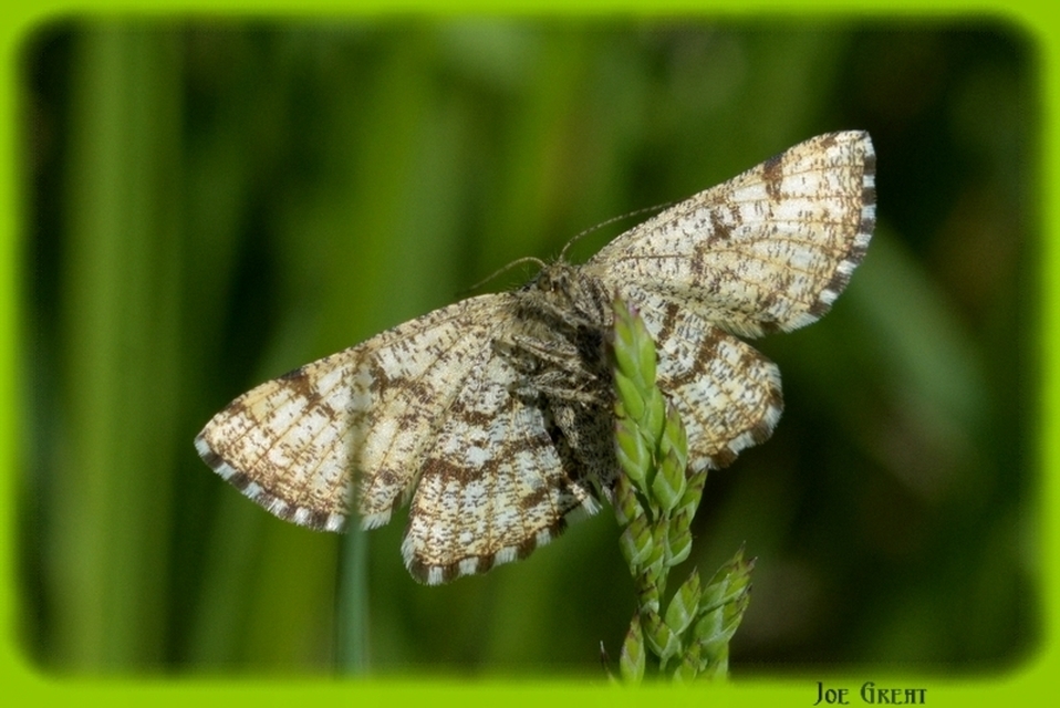 Ematurga atomaria - barna rétiaraszoló
