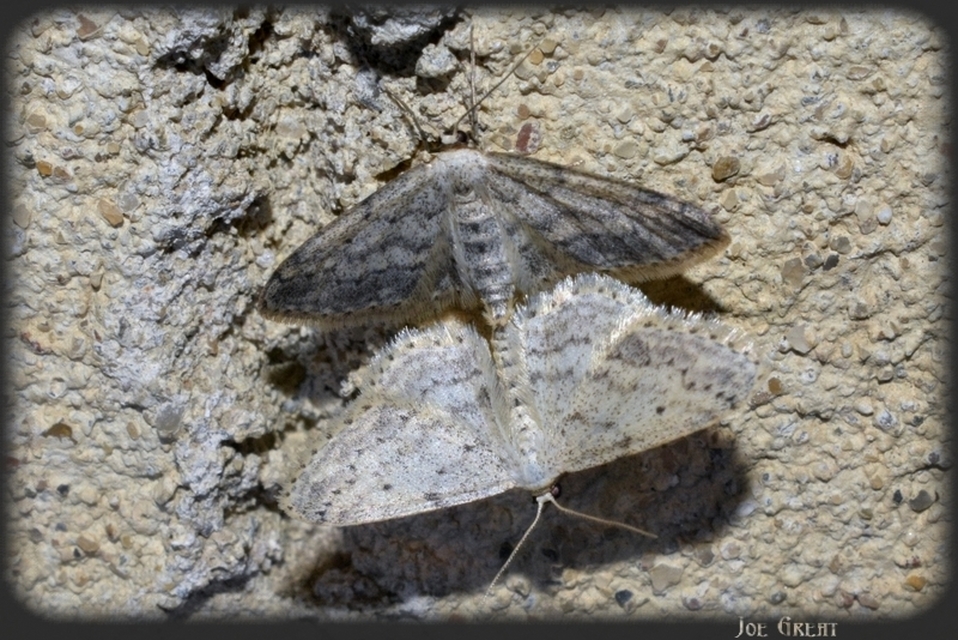 Idaea seriata - szürke apróaraszoló