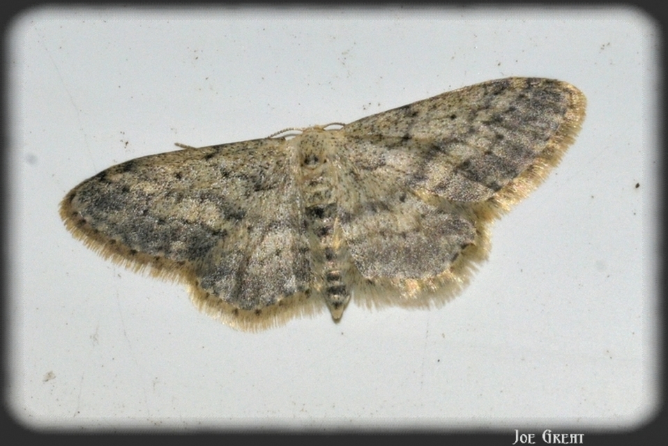 Idaea seriata - szürke apróaraszoló