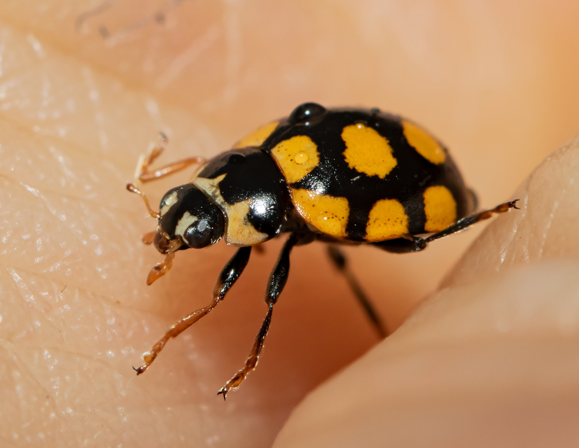 Coccinula quatuordecimpustulata - feketesárga katóka