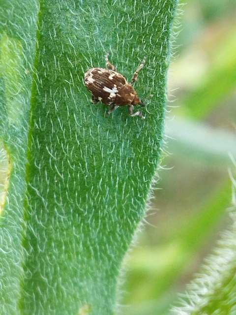 Mogulones