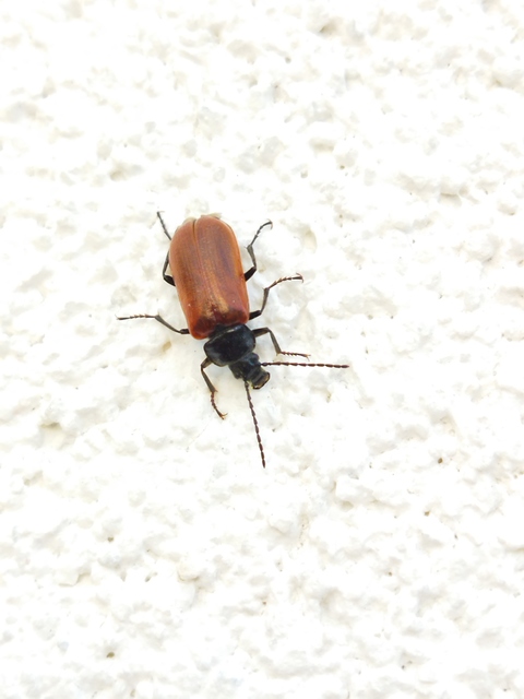 Omophlus proteus - közönséges pejbogár Omophlus proteus - közönséges pejbogár