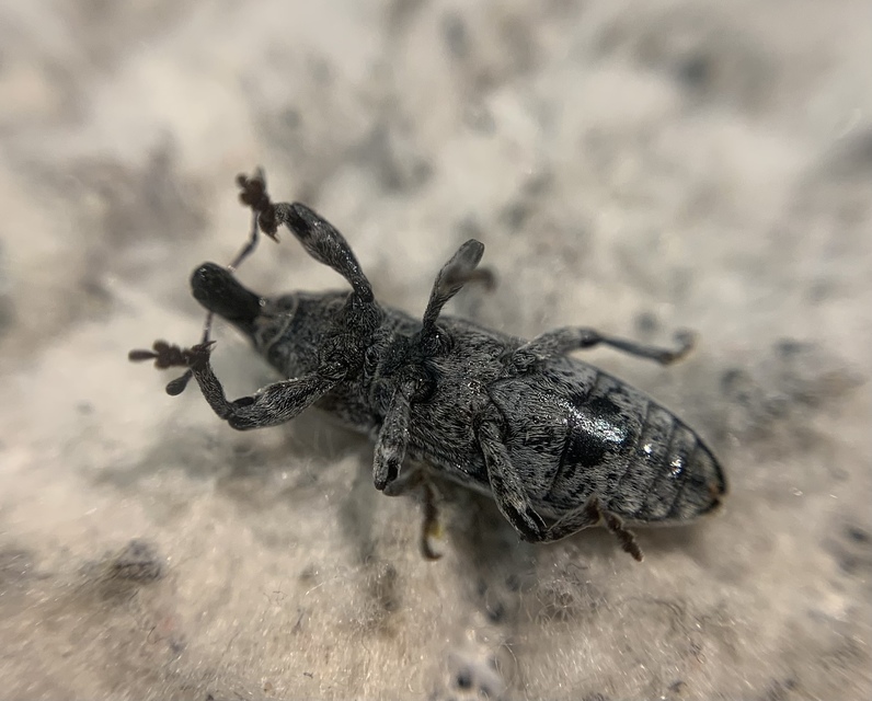 Lixus punctirostris - pontozottorrú dudvabarkó