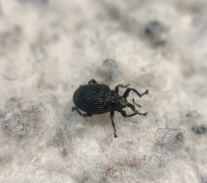 Ceutorhynchus puncticollis - pontozott ceutormányos