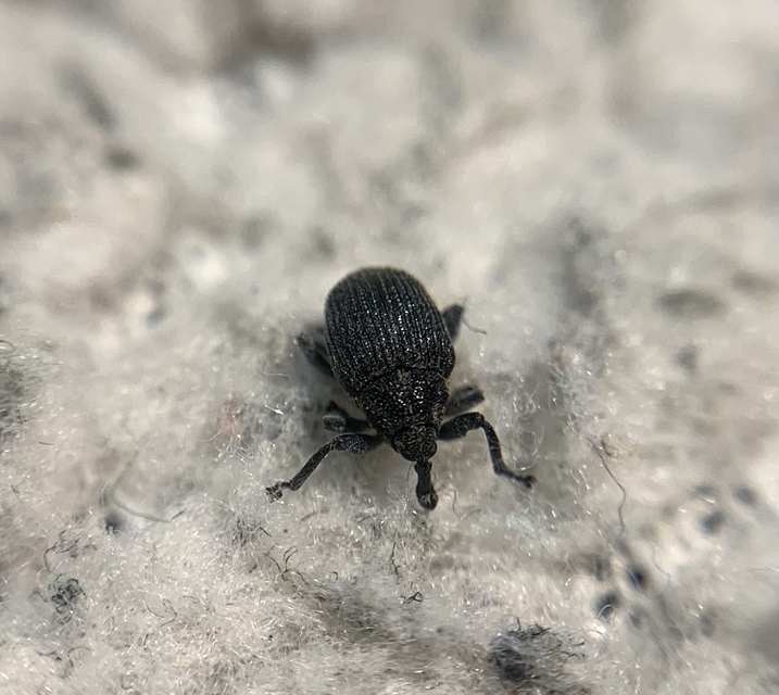 Ceutorhynchus puncticollis - pontozott ceutormányos