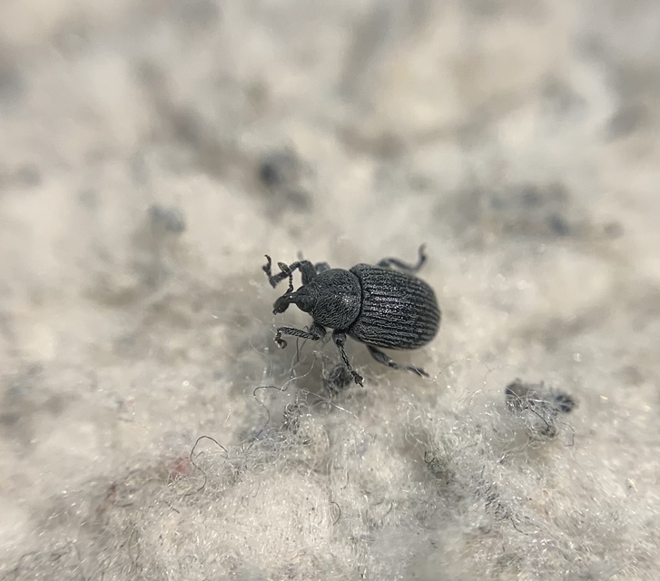 Rhinusa linariae - gubacsképző gyújtoványfű-ormányos