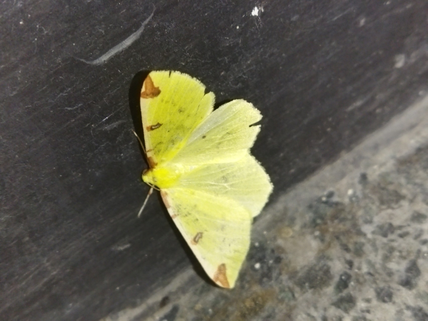 Opisthograptis luteolata - citromsárga araszoló