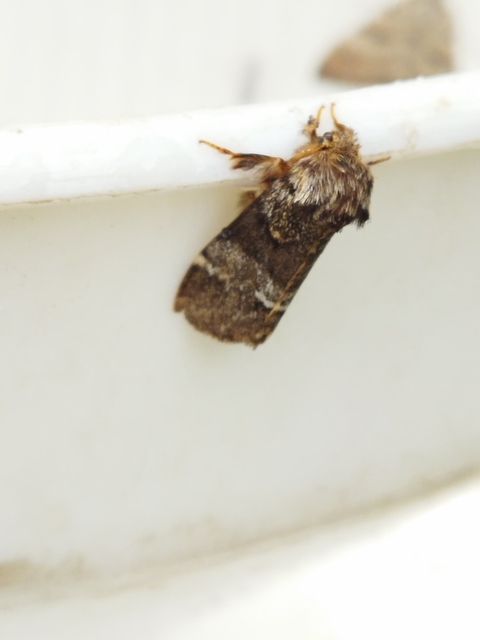 Drymonia dodonea - bélyeges púposszövő