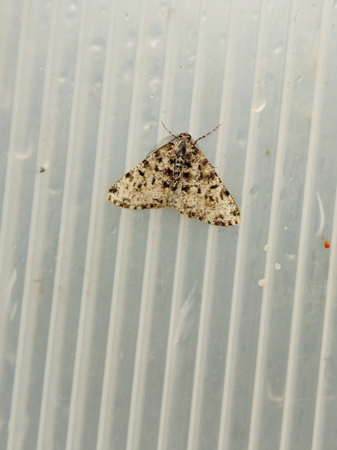 Fagivorina arenaria - bükkfaaraszoló